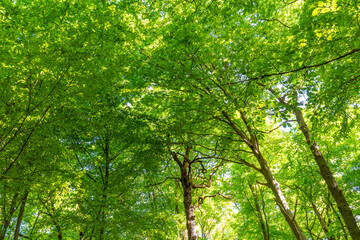 Ein wunderschöner, naturbelassener Wald in Deutschland