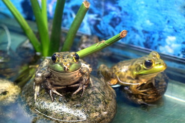 Frog in a Terrarium – Kuala Lumpur Butterfly Park Indoor Exhibit