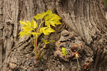 Small leaves grow from the tree trunk bark