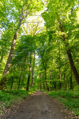 Ein wunderschöner, naturbelassener Wald in Deutschland