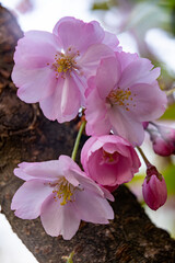 Cherry blossoms bloom on a tree branch during springtime
