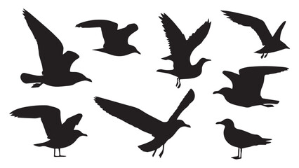 Seagull Silhouettes Bird Images