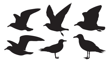 Seagull Silhouettes 6 Images