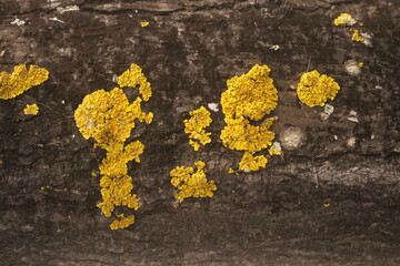 yellow lichen on a stone on a tree