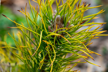 Unique green plant with elongated yellow tips in natural habitat