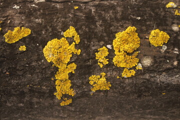 yellow lichen on a stone on a tree