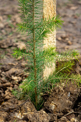 Young evergreen tree planted near wooden stake in garden