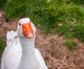 Close-up of a domestic white goose (Anser anser domesticus) looking directly at the camera with a...