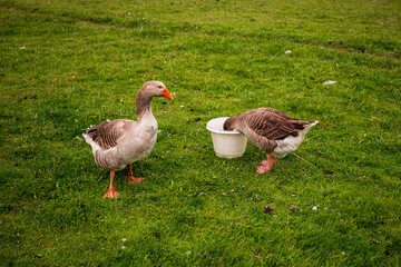 Two domestic greylag geese (Anser anser domesticus) on grass. One is standing, the other is feeding with its head inside a white plastic bucket in a farm setting.

