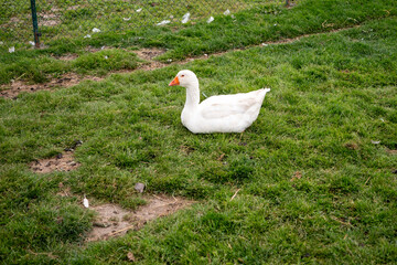 A domestic white goose (Anser anser domesticus) rests on the green grass by a wire fence. The bird is calm and relaxed on the farm.