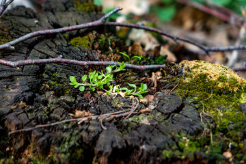 New life emerges from a weathered tree stump in a forest