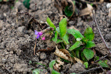 Purple flowering plant grows through soil in early spring