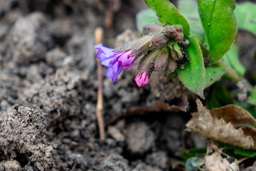 Purple and pink wildflower blooms in earthy soil at springtime