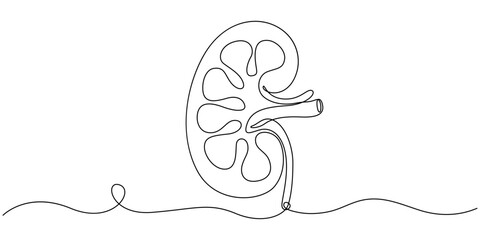 Continuous Line Drawing of Kidney Icon. Hand Drawn Symbol Vector Illustration, Kidney human organ one line art drawing. Human kidneys continuous one line drawing. Isolated on white background vector.