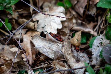 Colorful insect camouflaged in autumn leaves during daytime