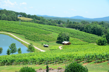 View of vineyard at wine county Georgia, USA.