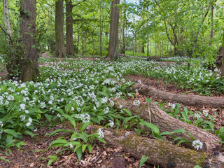 White wild garlic flowers blanket the forest ground in a springtime woodland scene