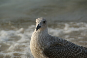 seagull on the beach