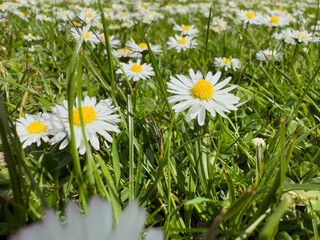 Ground-level close-up of blooming daisies in fresh spring grass
