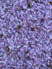 A layer of soft pink cherry blossom petals scattered on the ground in springtime