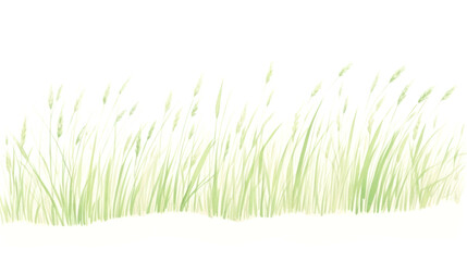 Fototapeta premium PNG Grass as divider watercolor vegetation agropyron plant.