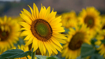 Sunflower wallpaper