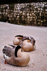 Three Geese Resting Peacefully on the Ground in Oylat