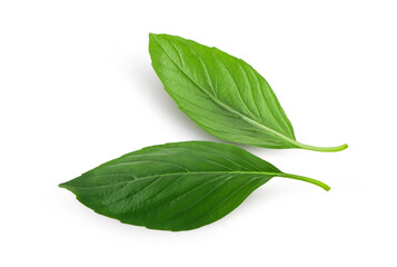 Fresh green basil leaves isolated on white background with clipping path, Green basil leaf isolated cutout, Full depth of field.