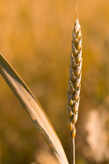 wheat ear