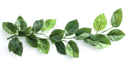 Obraz premium Green leafy vine against white background