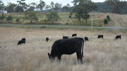 beautiful cattle in Australia  eating grass, grazing on pasture. Herd of cows free range beef being regenerative raised on an agricultural farm. Sustainable farming 