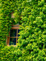 Wilder Wein an einer hohen Fassade