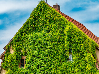Wilder Wein an einer hohen Fassade