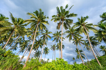 Palm trees on the beach, Koh Samui island, Thailand