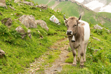 Alpine cow standing on an alpine hiking trail, rocks and grass on and next tot he hiking path....
