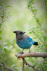  Stellar's Jay on branch looking up.