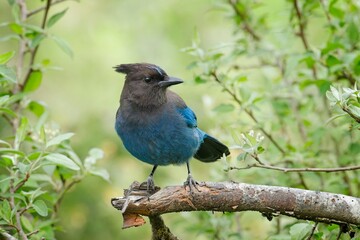  Stellar's Jay on branch looking to the side.