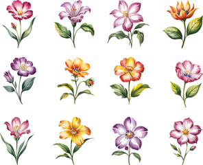 Watercolor floral set clipart, Colorful hand painted spring flowers isolated on white. 