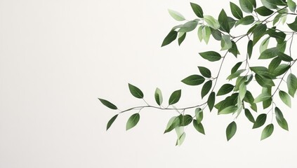 Fresh green leaves on branch against white