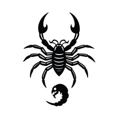 spider on a white background