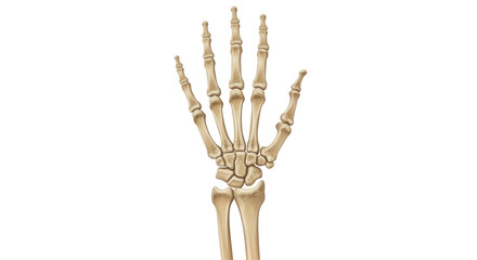 Isolated Human Hand Skeleton