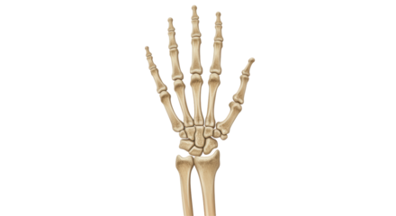 Isolated Human Hand Skeleton