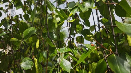 Green birch leaves and catkins hanging on thin branches under sunlight, with a ladybug resting on one leaf. Concept of springtime awakening and harmony in nature