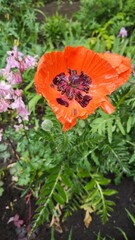 Bright red poppy flower with raindrops on petals standing out against green garden background....