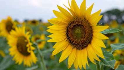 Obraz premium Sunflower wallpaper
