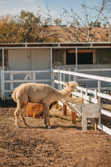 alpaca graze in a pen on a farm	
