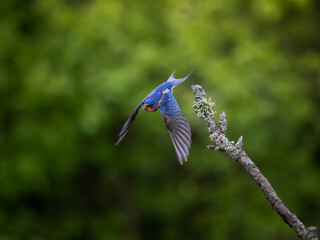 Barn Swallow Taking Flight from a Branch
