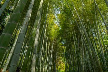 green bamboo forest