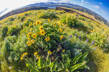 Spring time bloom of Arrowleaf Balsamroot flowers in the Columbia Gorge.
