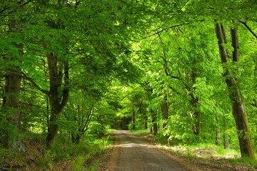 Fototapeta premium Thüringer Wald bei Schmalkalden